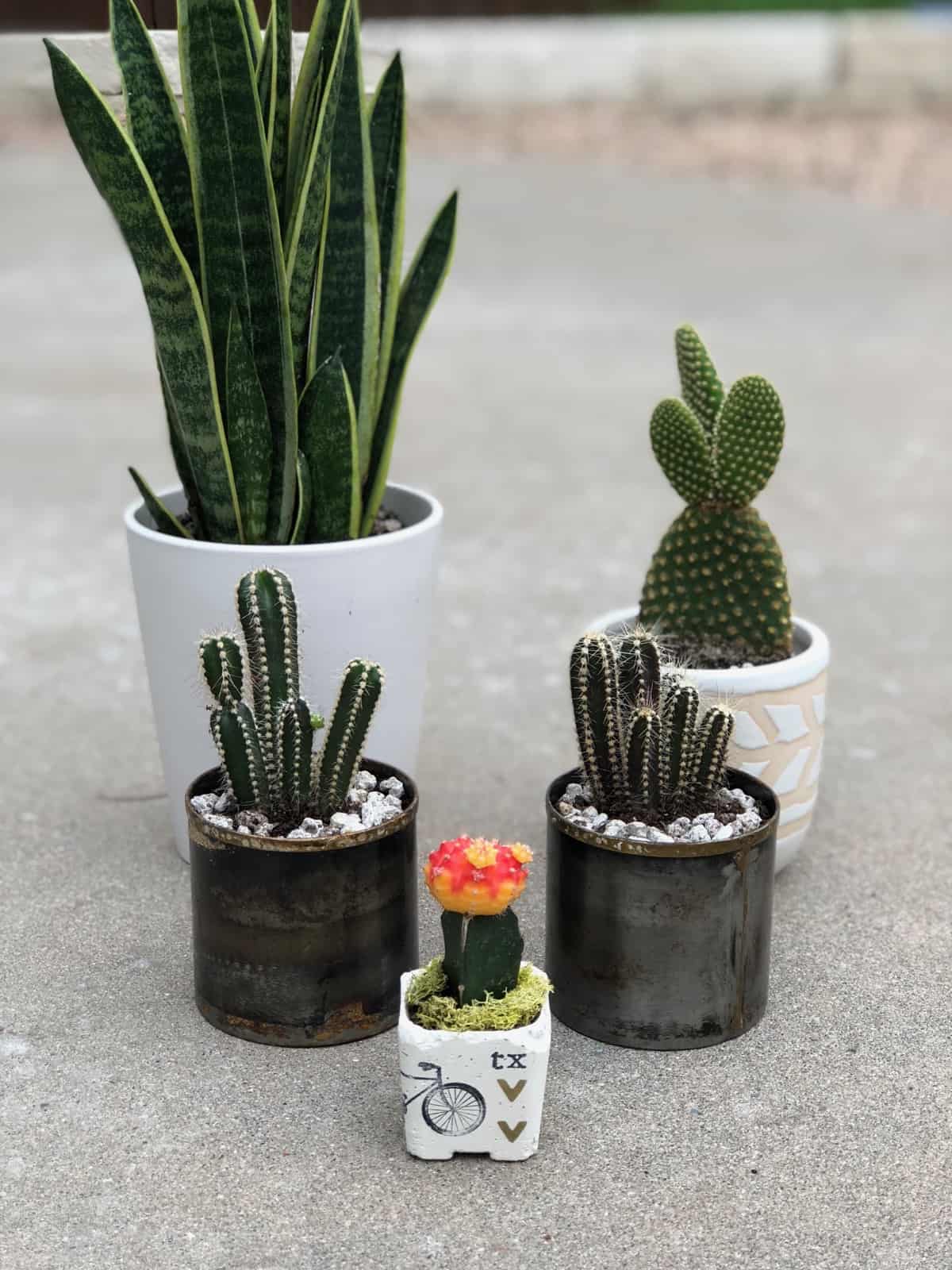 5 different plants in 5 different pots