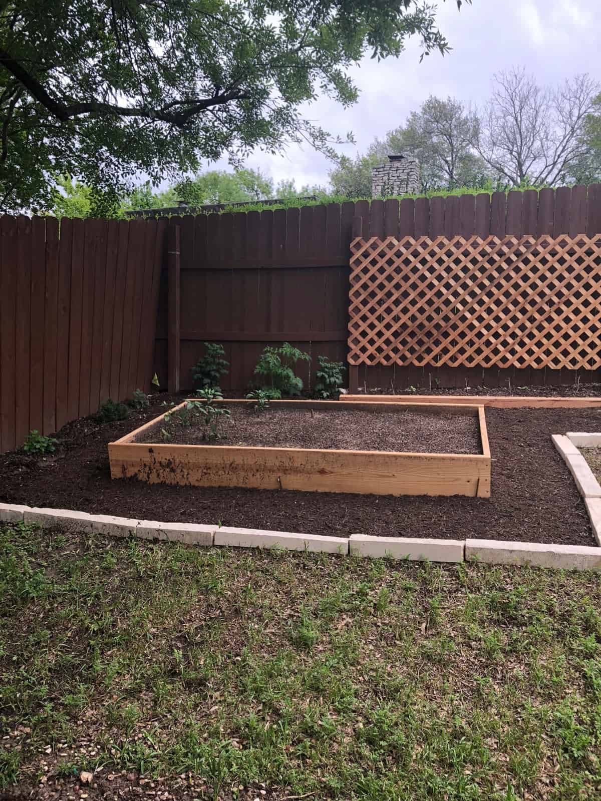Raised bed with pepper plants in it surrounded by mulch and tomato plants behind it and rosemary and mint next to it