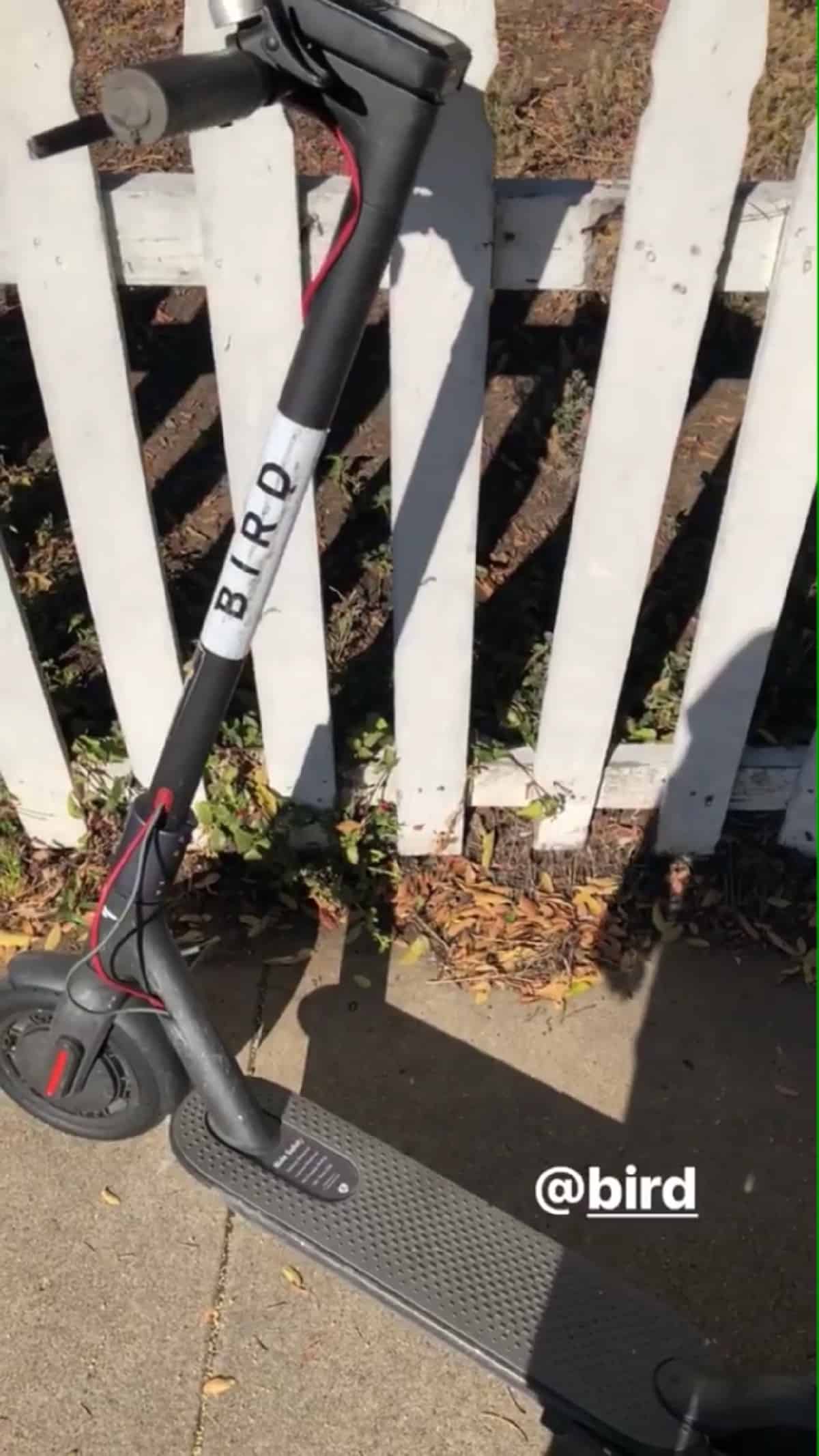 Bird scooters in San Diego, CA
