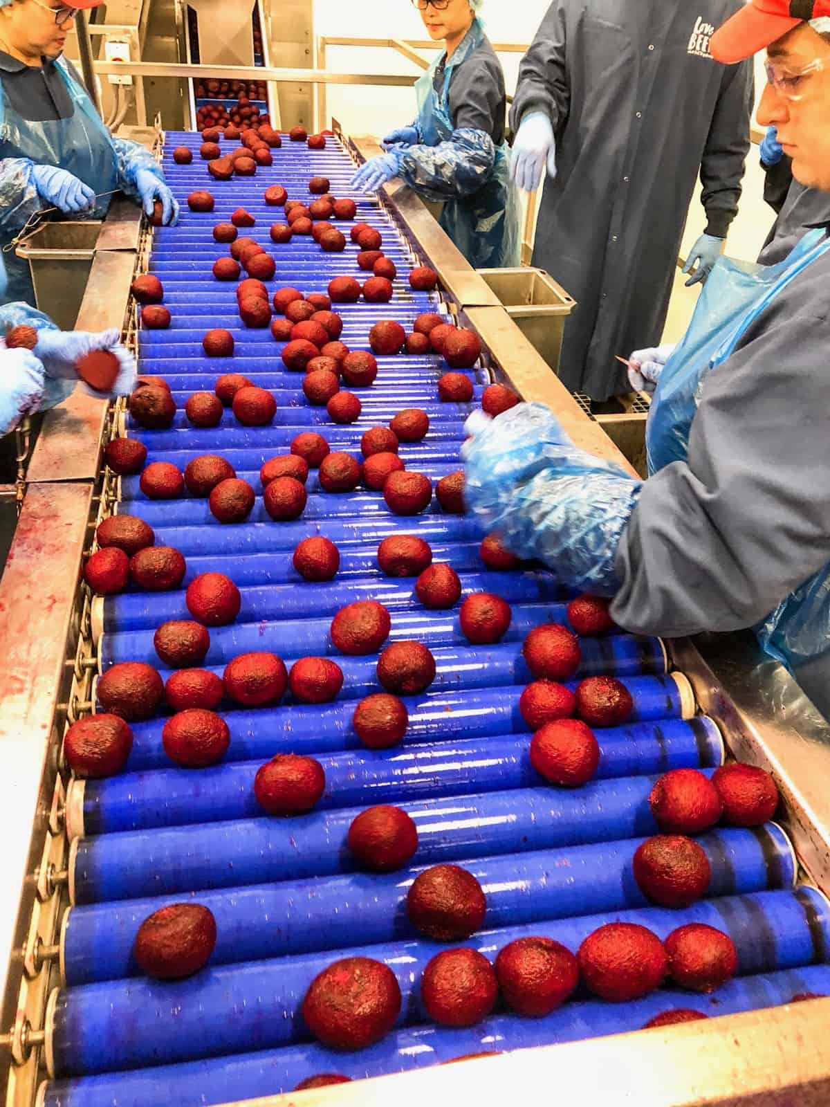 Conveyer belt of beets that are cleaned and peeled