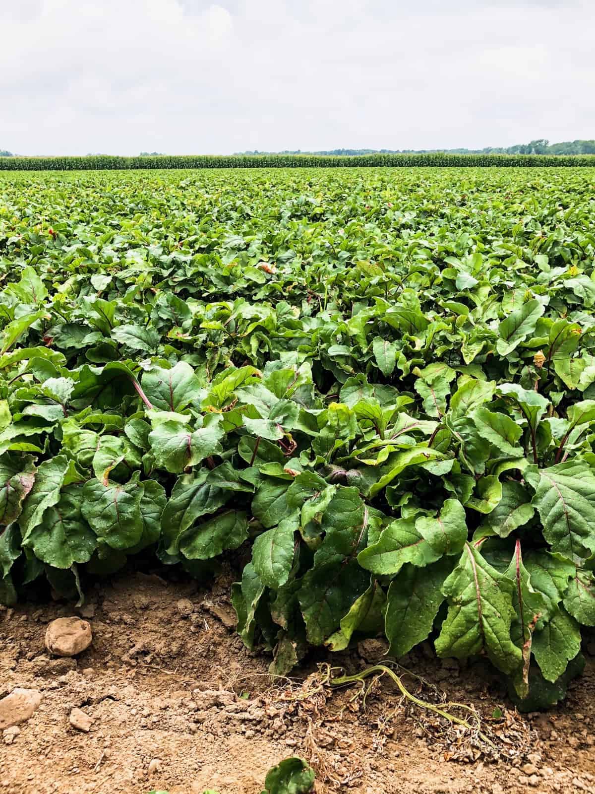 Large beet farm with thousands of beets on it