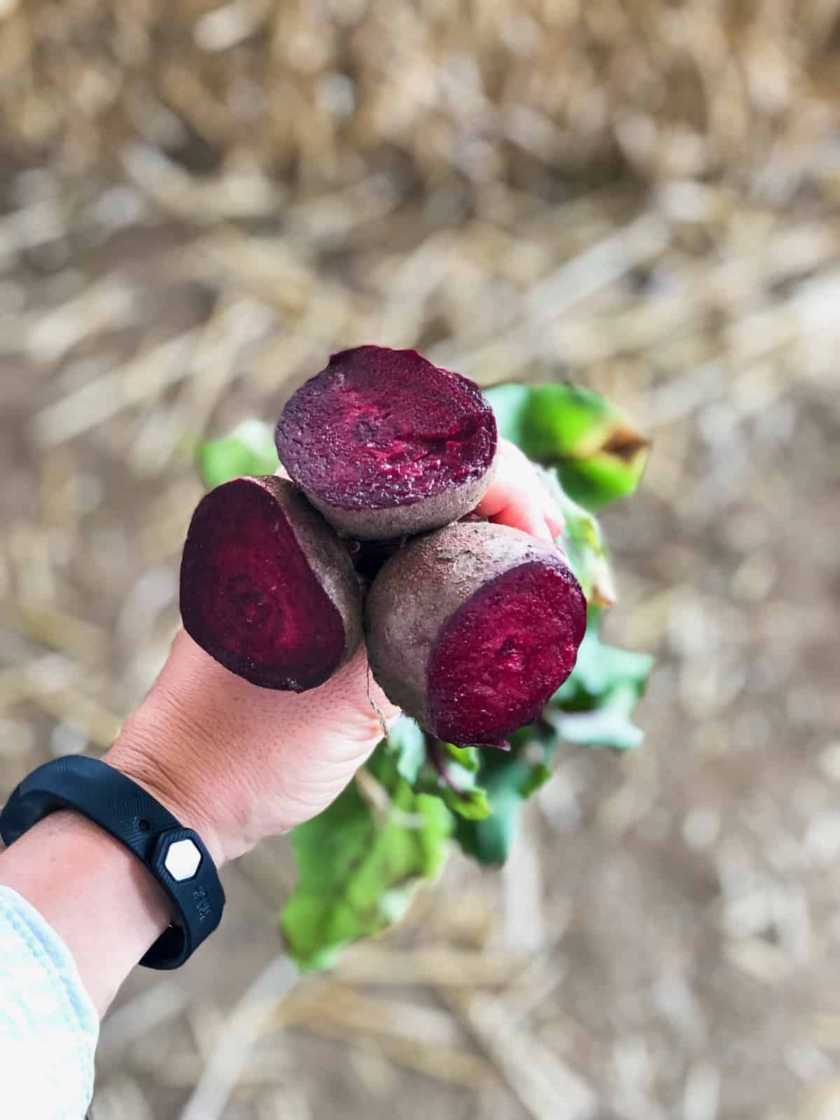 A hand holding three whole beets that are cut open showing the flesh 