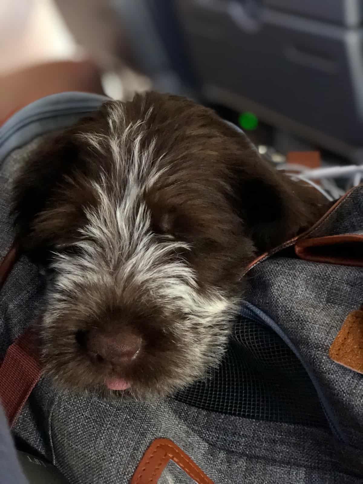 Close up of the head of a wirehaired pointing griffin puppy with his tongue out in a small carrying bag