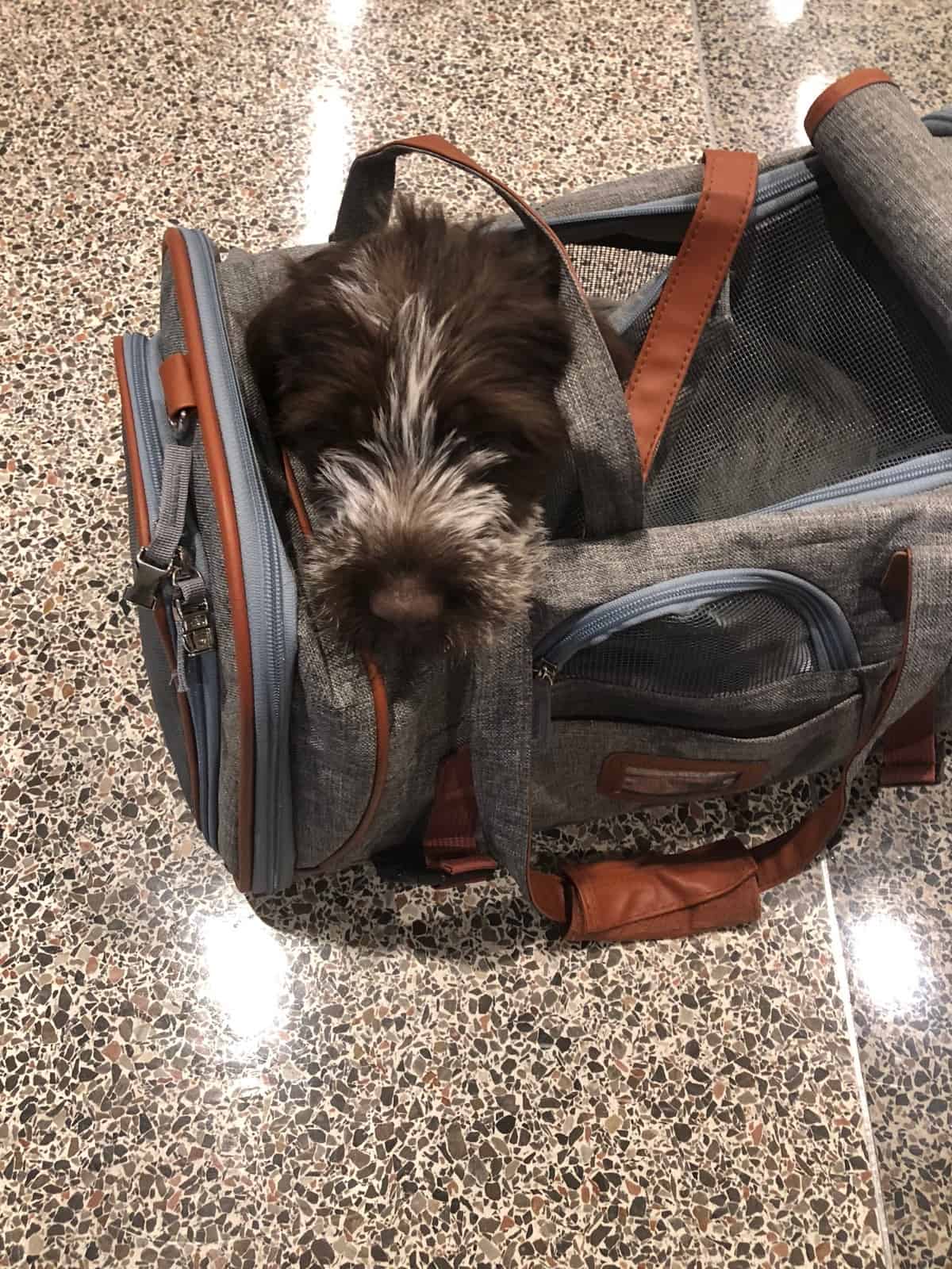 Wirehaired pointing griffon puppy in a small carrier
