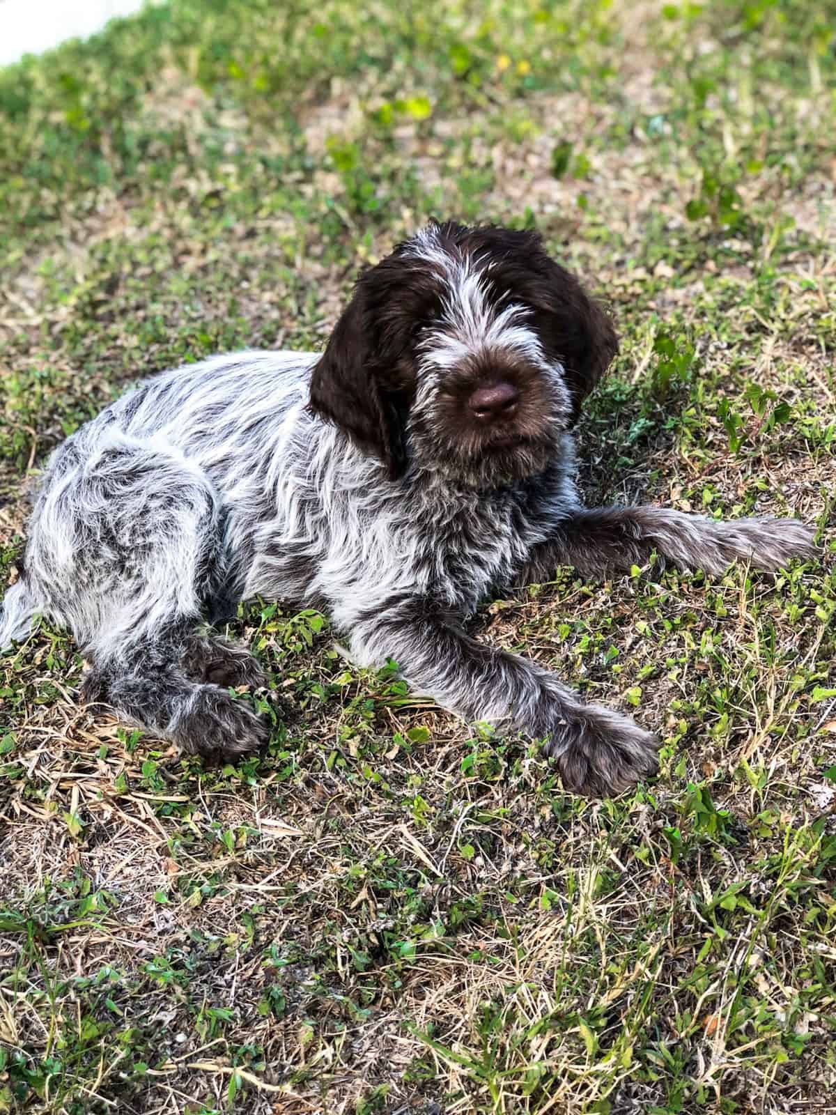 Wirehaired pointing griffon puppy laying down in the grass
