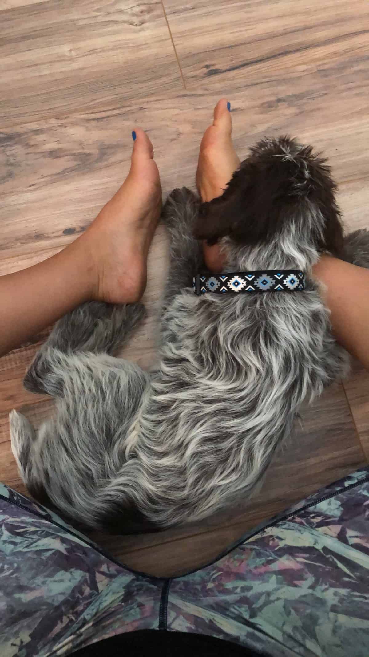 Wirehaired pointing griffon puppy laying on a girls legs