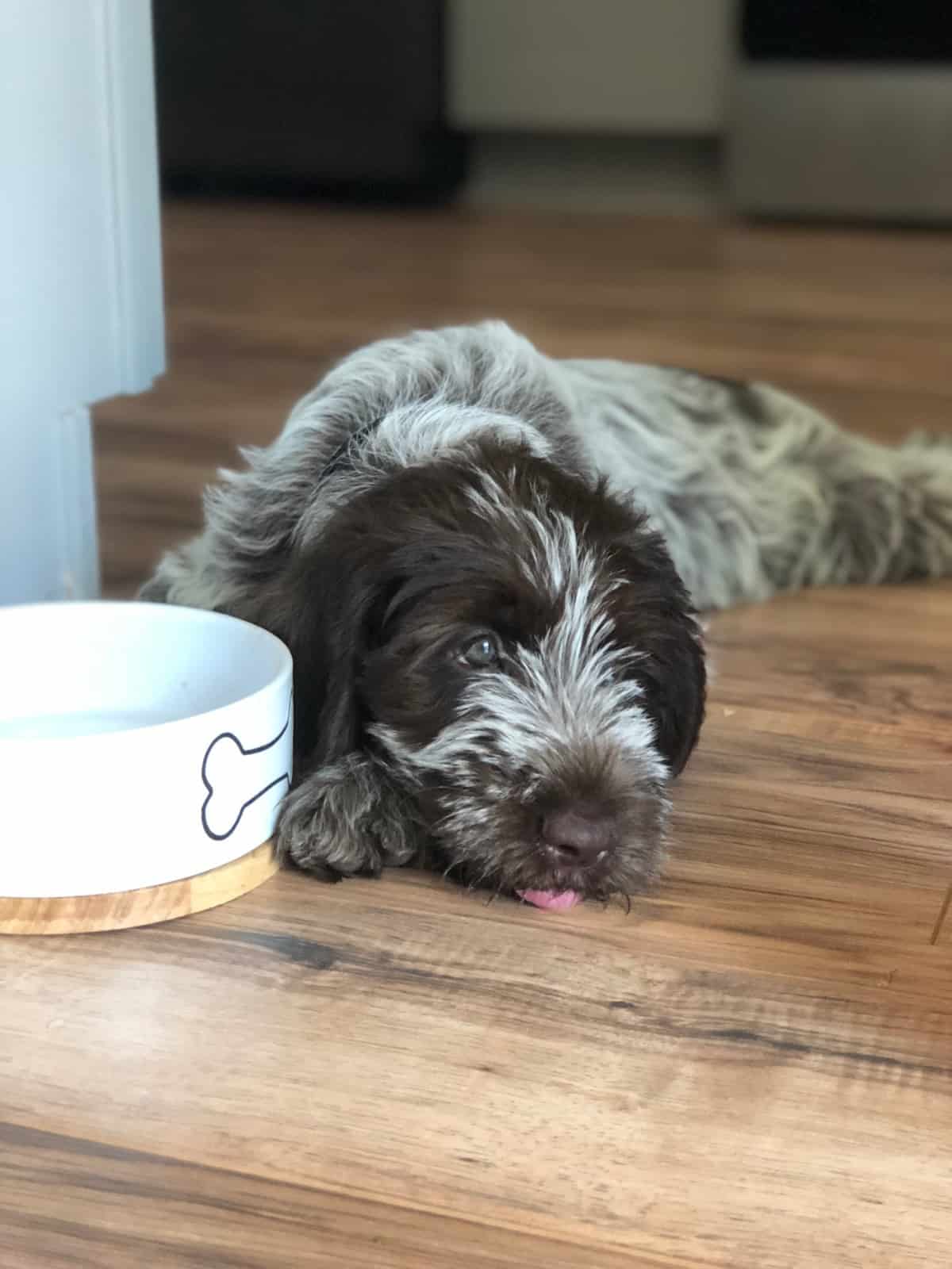Wirehaired pointing griffon puppy lying down next to his food bowl with his tongue out