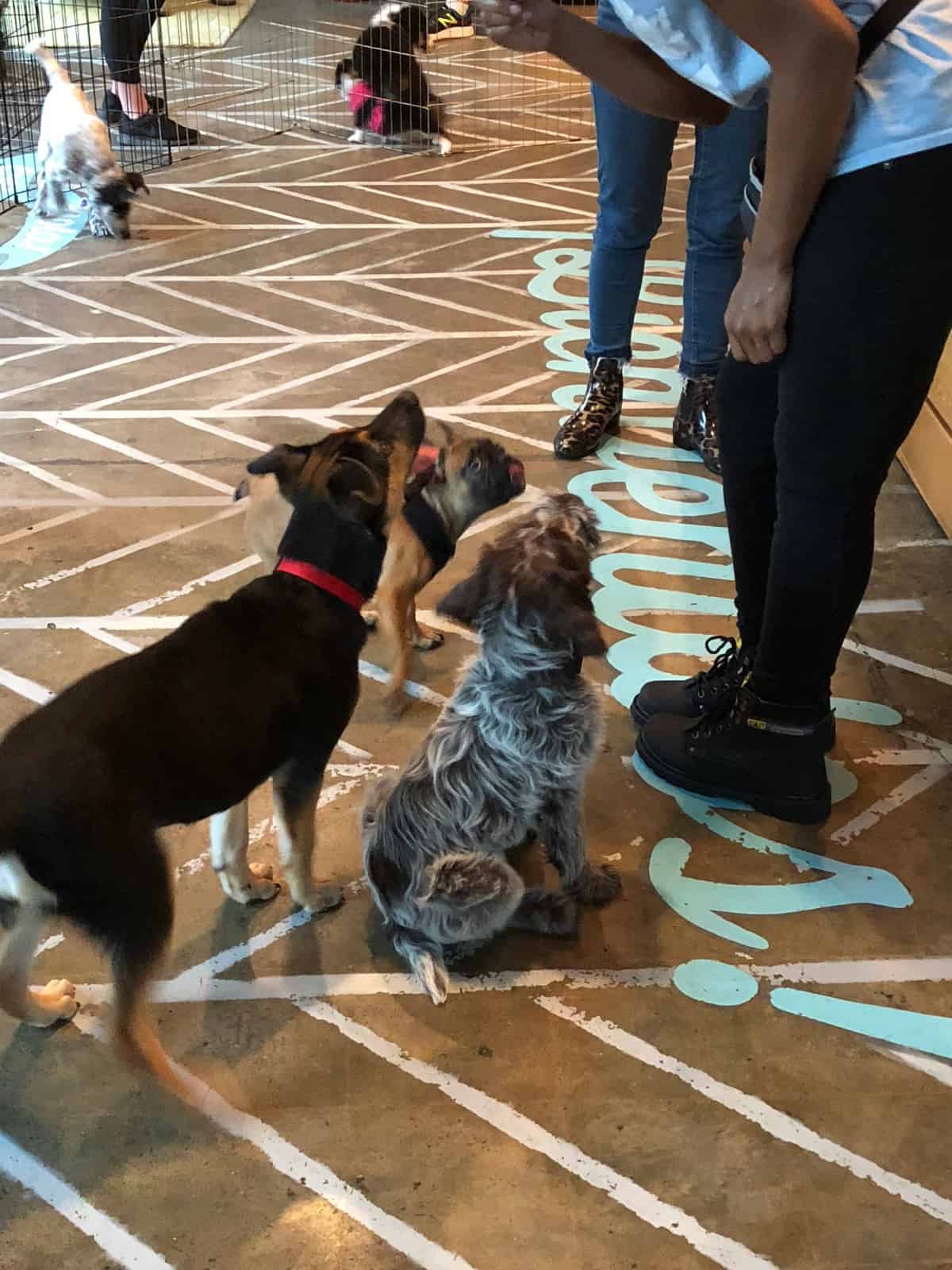 Group of puppies sitting next to a women about to give them a treat