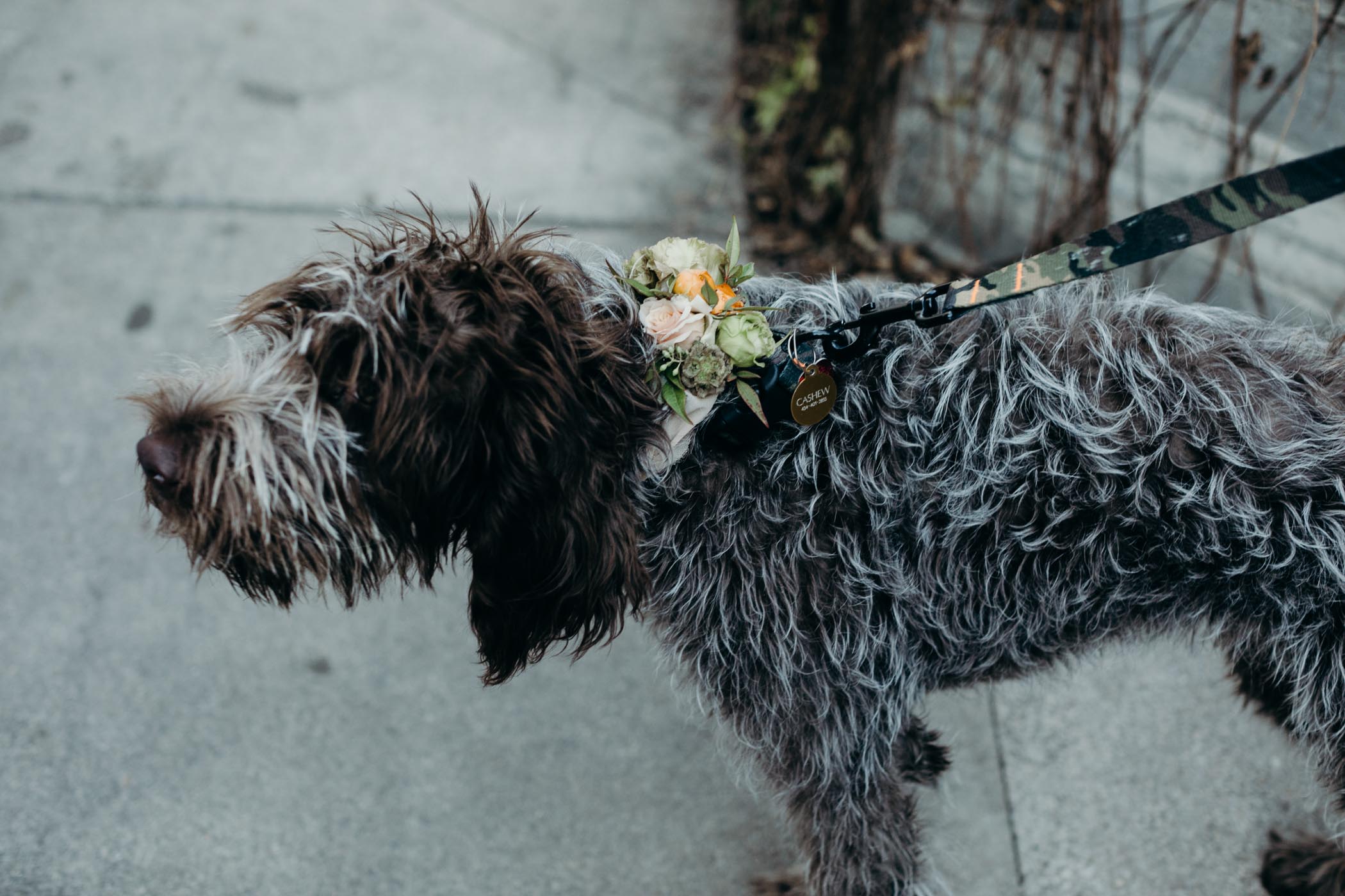 Wirehaired pointing griffon with flowers around his neck.