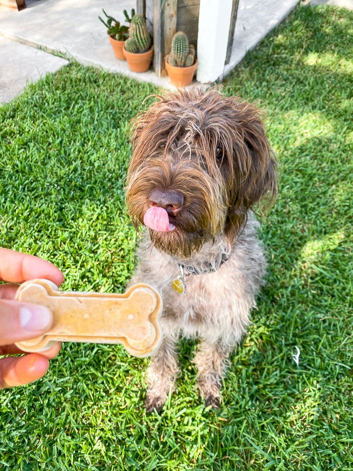 A dog licking his licks while a homemade frozen dog treat is held out in front of him.