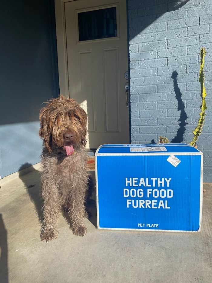 Dog sitting next to a pet plate delivery box outside at the front door.