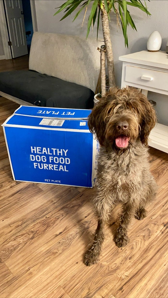 Wirehaired Pointing Griffon sitting with it's tongue out next to a box that says 'healthy dog food furreal'.