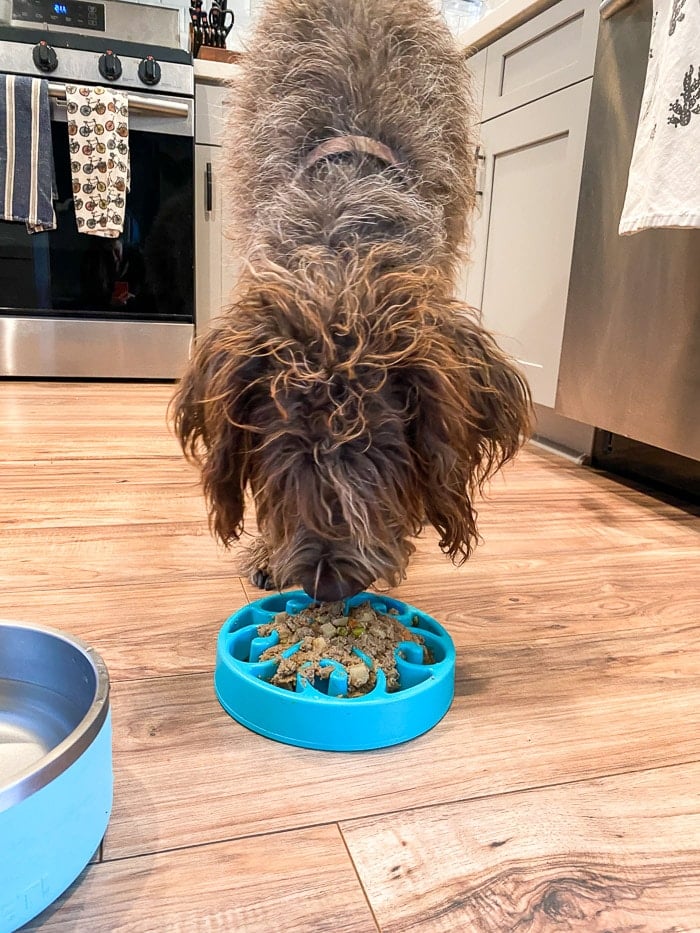 Dog with it's head down about to eat out of his bowl.