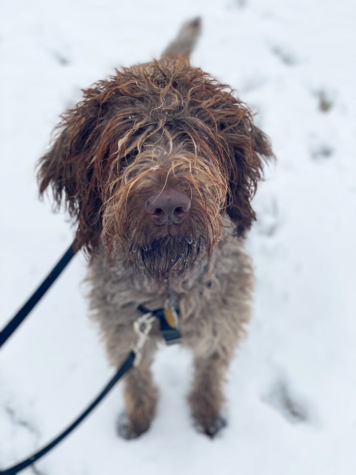 Wirehaired pointing griffon in the snow.
