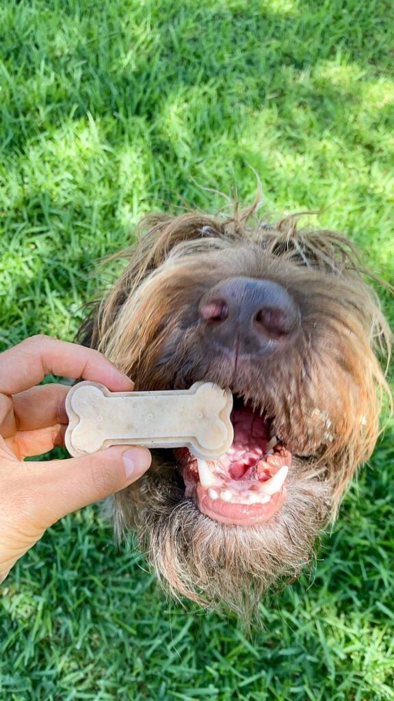 A dog talking a bite of a homemade dog treat shaped as a bone.